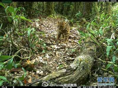 Photos: See The Rare Marbled Cat Which Was Recently Spotted In China.