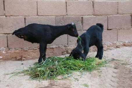 Photos of Goat Born With Only Two Legs Set The Social Media on Fire (Must See)