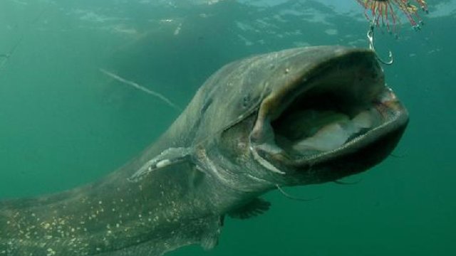 2-metre Giant catfish attacks woman in Bavarian lake