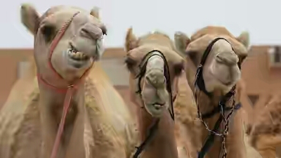 OMG! Iran To Issue CAMELS With Plate Numbers To Reduce Road Accidents