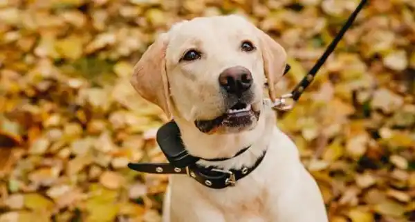 What you need to know before you put a collar on your pet dog