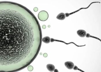 M*sturbation may increase a male primate’s chances of impregnating a female – Study