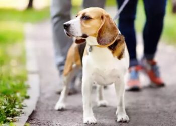 5 things every pet owner should never do