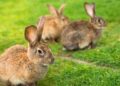 Everything you need to know about the rabbit haemorrhagic disease outbreak