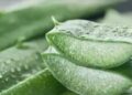 How to use aloe vera to stop hair fall