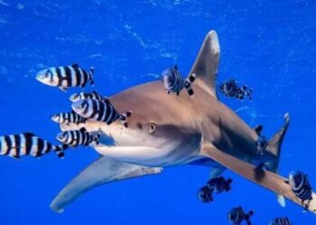 Top 7 deadliest sea animals