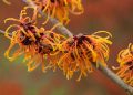 Witch hazel: Uses, benefits, and side effects